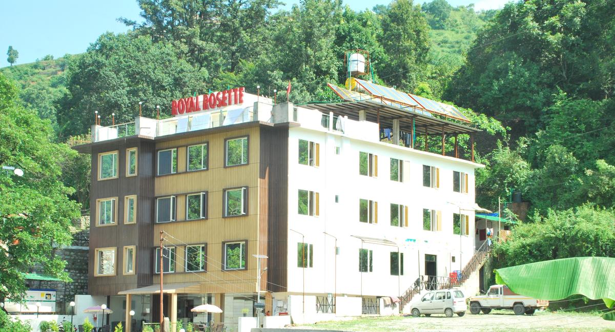 Royal Rosette bhimtal