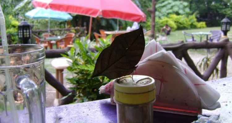 The Pyramid Cafe