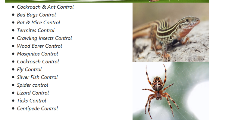 Eco Welfare Pest Control 