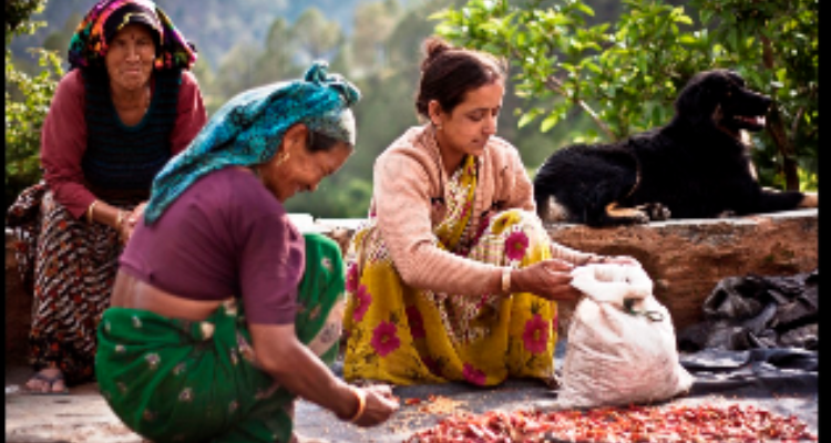 The pahari store nainital