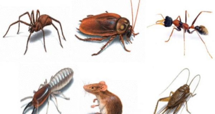 Pragya Pest Control Services  Prayagraj