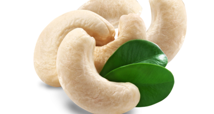 surya cashew traders