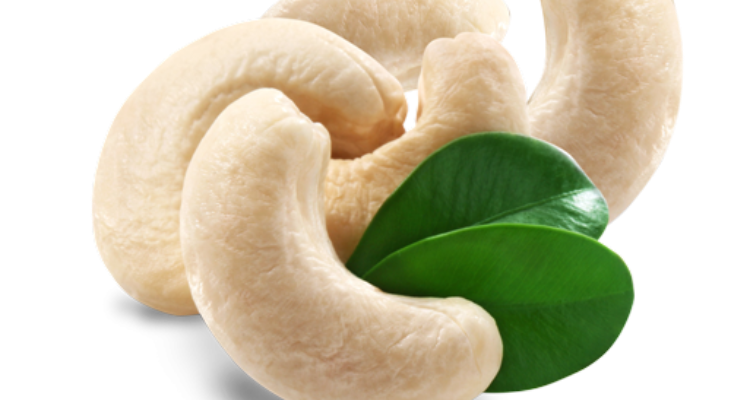 surya cashew traders