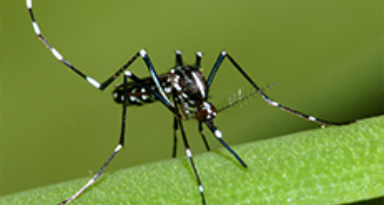 Entomist pest control services Pvt.Ltd.
