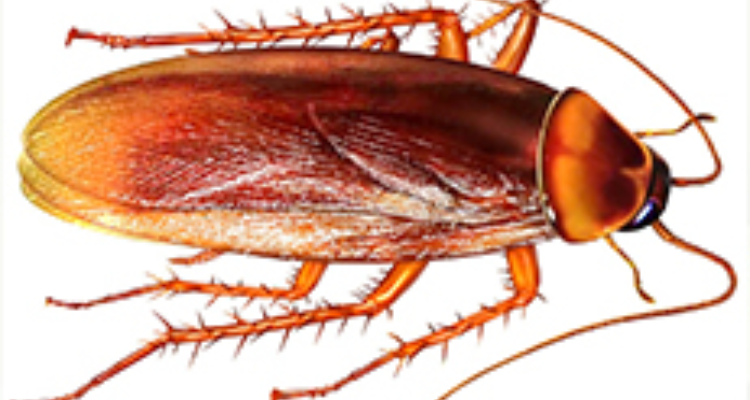 Entomist pest control services Pvt.Ltd.