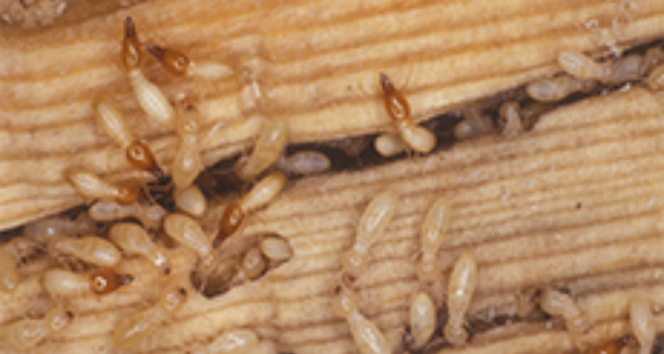 Entomist pest control services Pvt.Ltd.