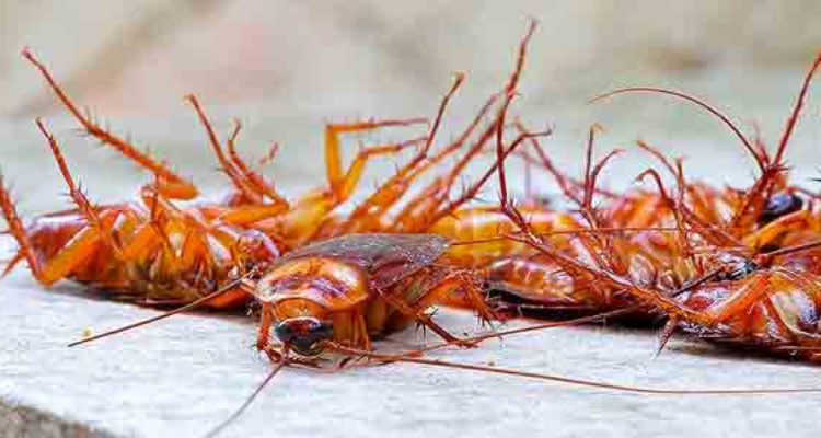 PEST CONTROL 24X7