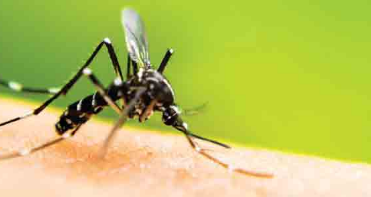 PEST CONTROL 24X7