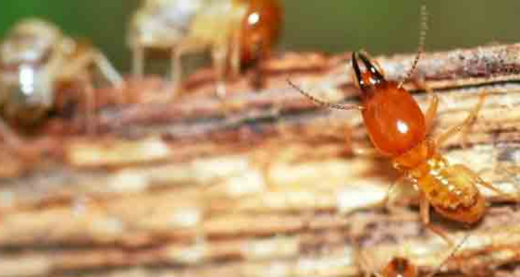PEST CONTROL 24X7