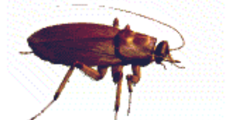 pest control services