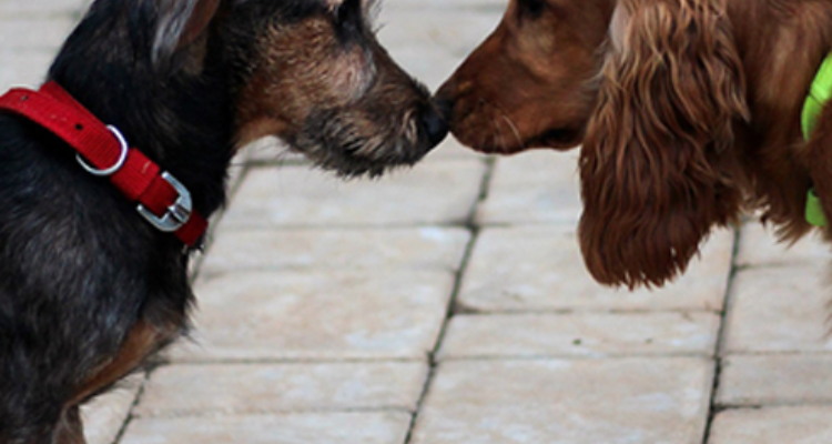 Therpup Dog Cafe