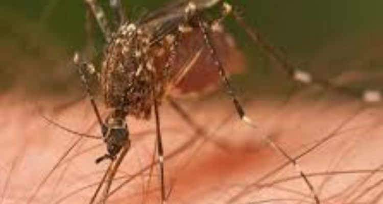 Entomist Pest Control Service Pvt Ltd - Chennai