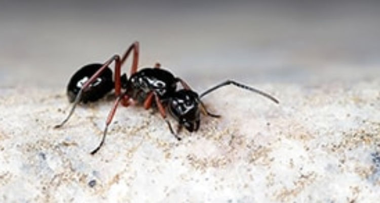 Sulekha Pest Control Kotdwar