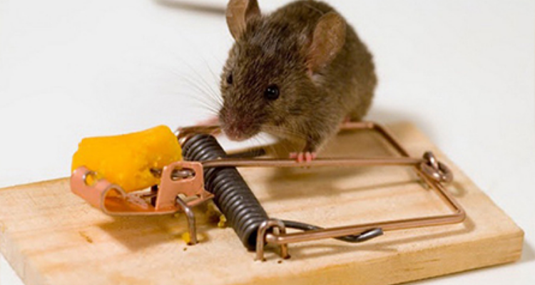Perfect India Solution - Pest Control Service (Laksar, Haridwar , Roorkee)