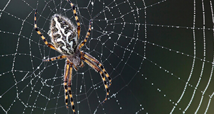 Perfect India Solution - Pest Control Service (Laksar, Haridwar , Roorkee)