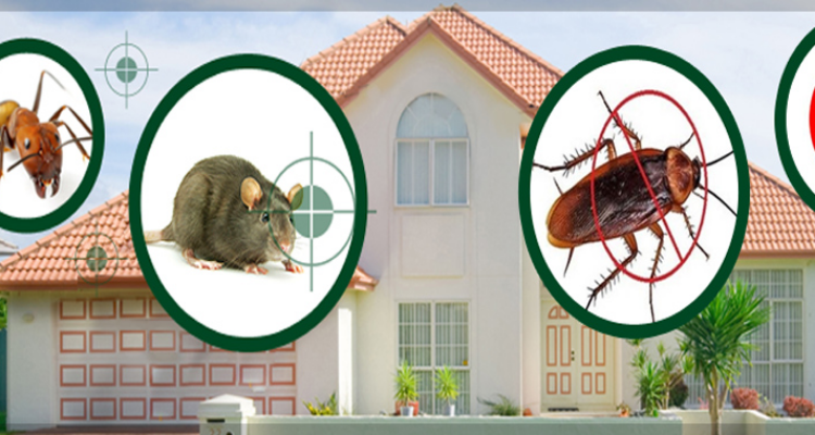 Dehradun Pest Control Services - Dehradun , Haridwar