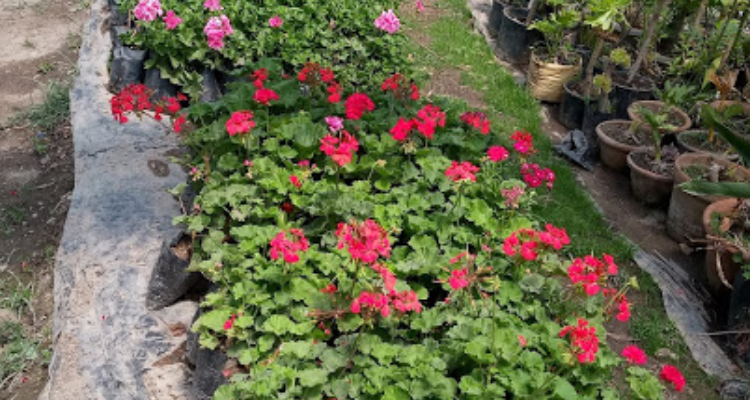 vatika Nursery and landscapes - Landscape architect in Shimla, Himachal Pradesh