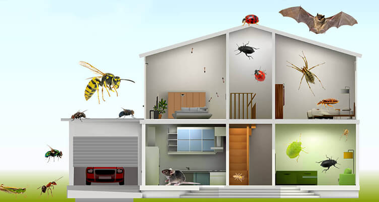 Pest Control Services in Chennai | Tamilnadu Pest Control