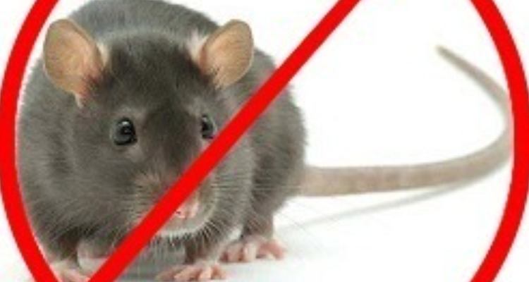 ICS PEST CONTROL SERVICES - Chandigarh