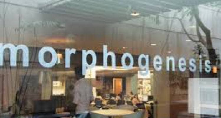 Morphogenesis Architects - Delhi