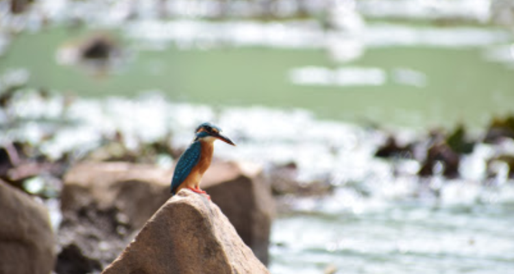 Sanket photography - madhya Pradesh