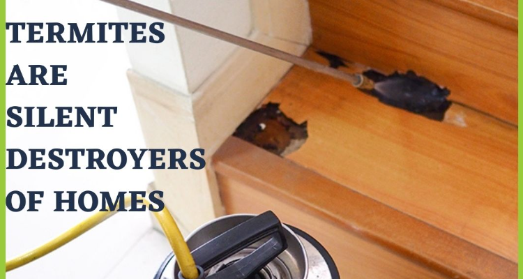 Termite Control Services in Chennai
