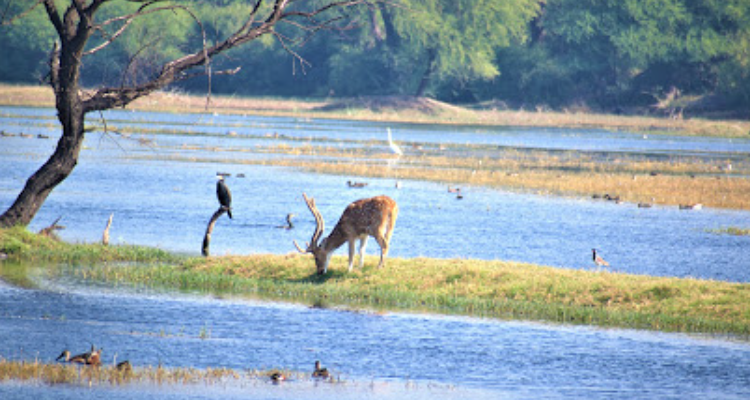 Dreaming_Photography - Best wedding, Event, Wildlife, Fashion, Random Photographer In Bharatpur