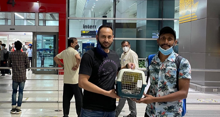 Pet Moving Services