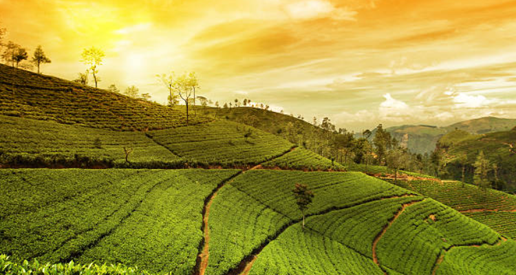 Kerala Holidays Pvt. Ltd.