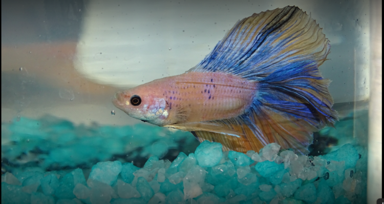 Jai Complete Pet Shop