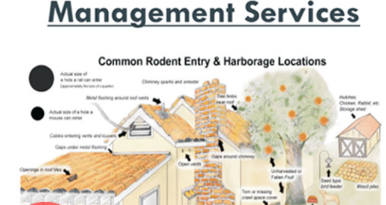 pest control sevices