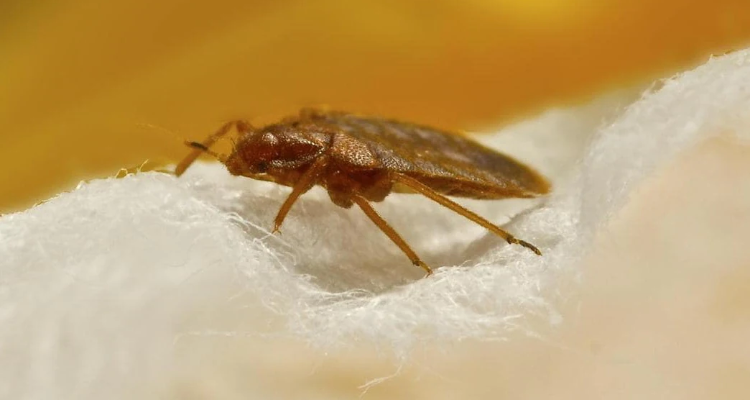 ARP PEST CONTROL COMPANY
