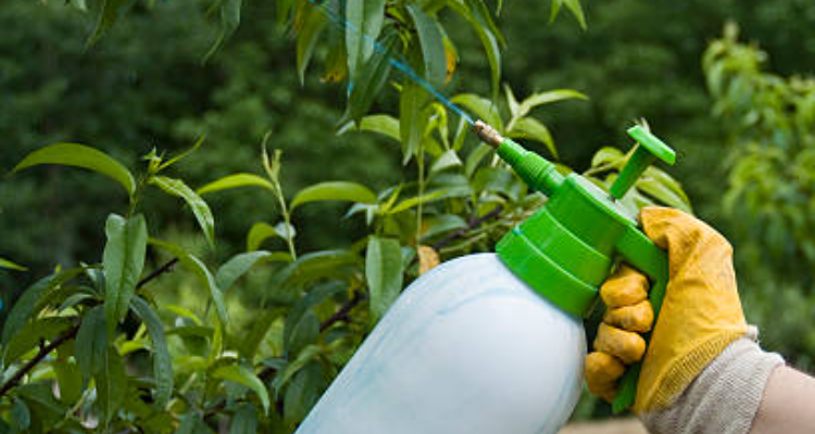 MAHESWAR AGRO CENTER