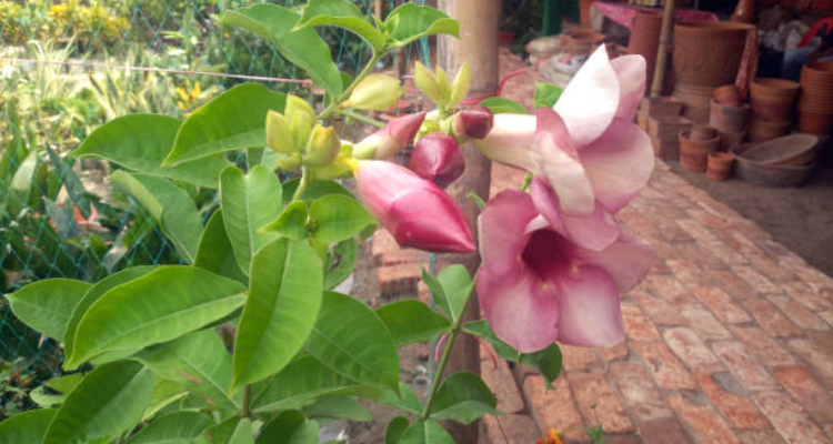 Azaan Flora