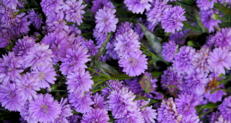 Ardhya florist