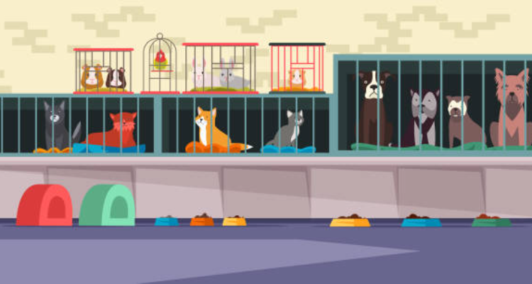 The Pet Nation