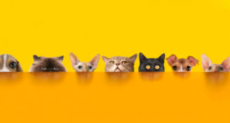 Anurag Pet Shop