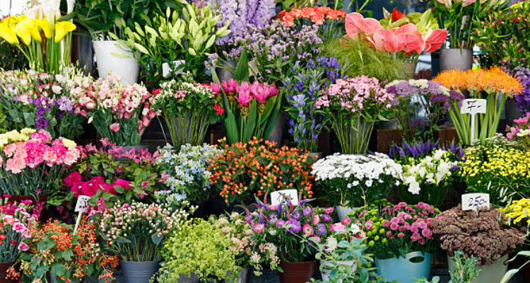 Amruta Flowers