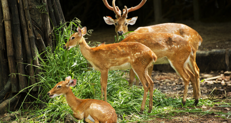 Dehradun Zoo