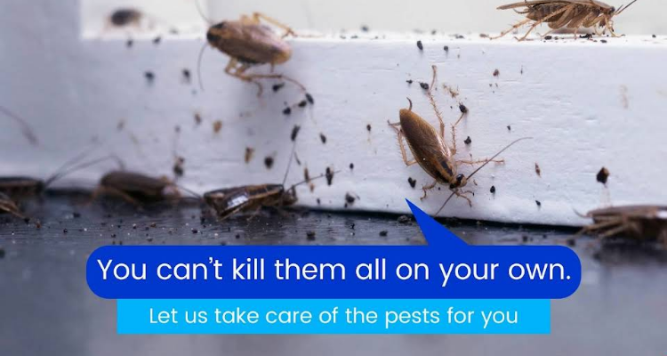 Lifecare Pestcontrol Service