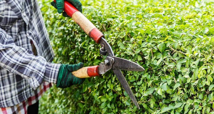 Landscaping Services