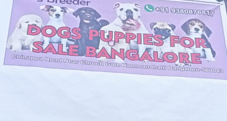 Dog puppies sale Bangalore