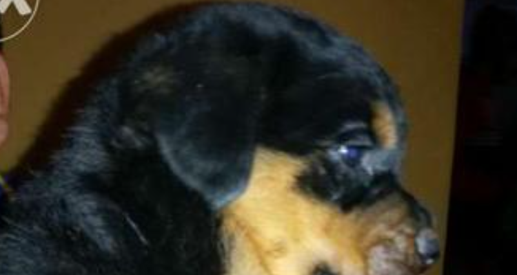 GOSWAMI KENNEL