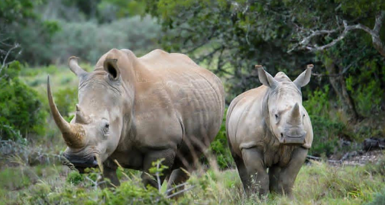 East Africa Group Safari Tour