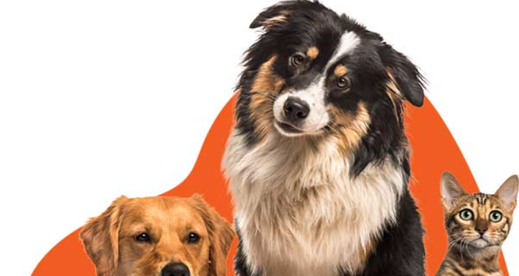 Cesar pet Care