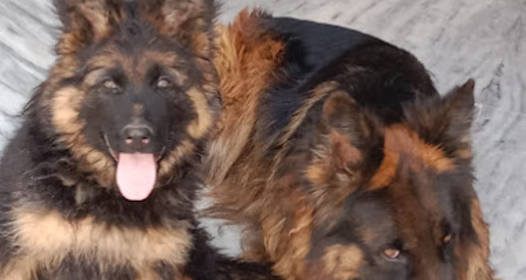Royal Sheps Dog Kennel