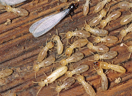 Perfect India Solution - Pest Control Service (Laksar, Haridwar , Roorkee)