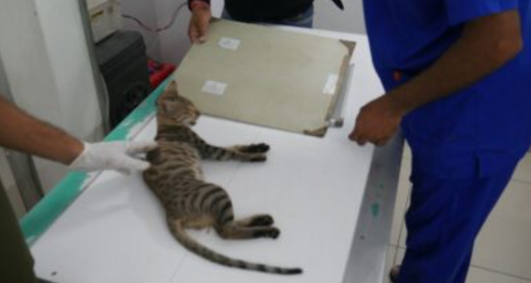 Best Pet Clinic in lucknow