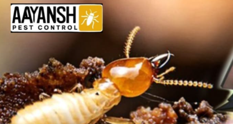 Aayansh pest control -Termite pest control service in patna