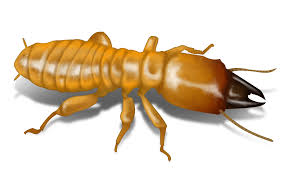 eco welfare pest control services
